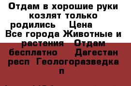 Отдам в хорошие руки козлят.только родились. › Цена ­ 20 - Все города Животные и растения » Отдам бесплатно   . Дагестан респ.,Геологоразведка п.